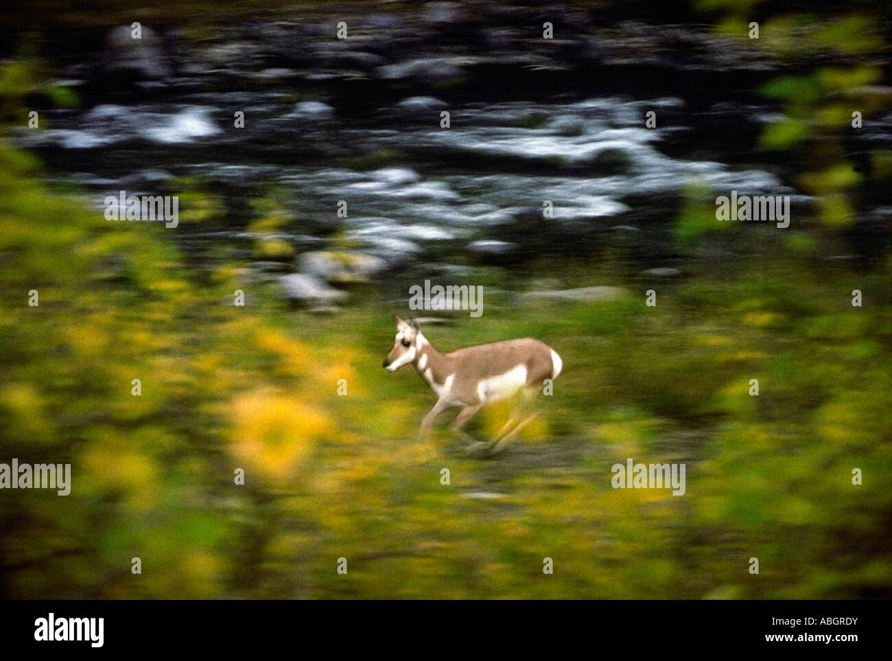A Pronghorn Antelope runs along the Yellowstone River in Grand Teton National Park in Wyoming USA Stock Photo