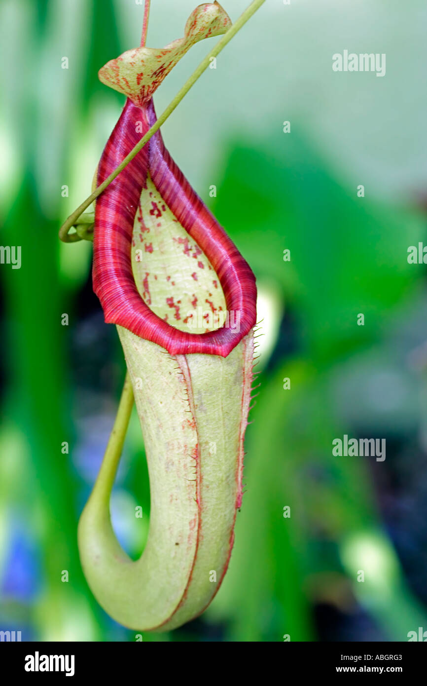Tropical Pitcher Stock Photo