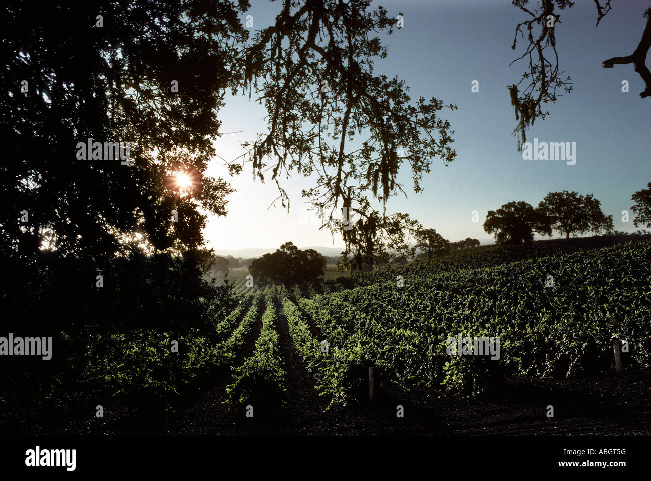 Vineyards and sunrise in California Stock Photo Alamy