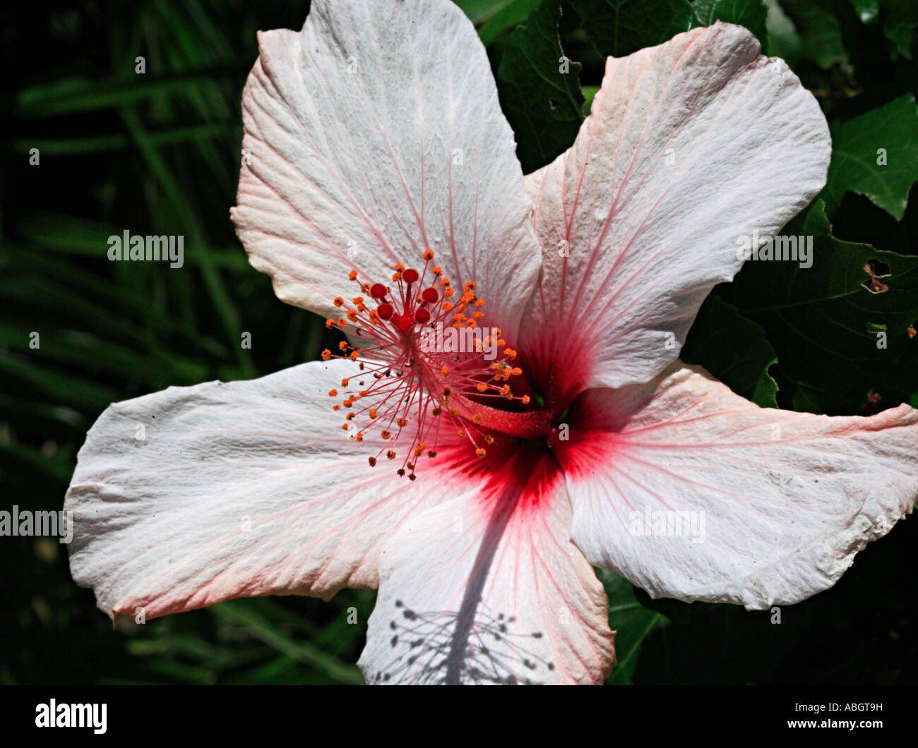 Tropical white and pink hibiscus flower Stock Photo