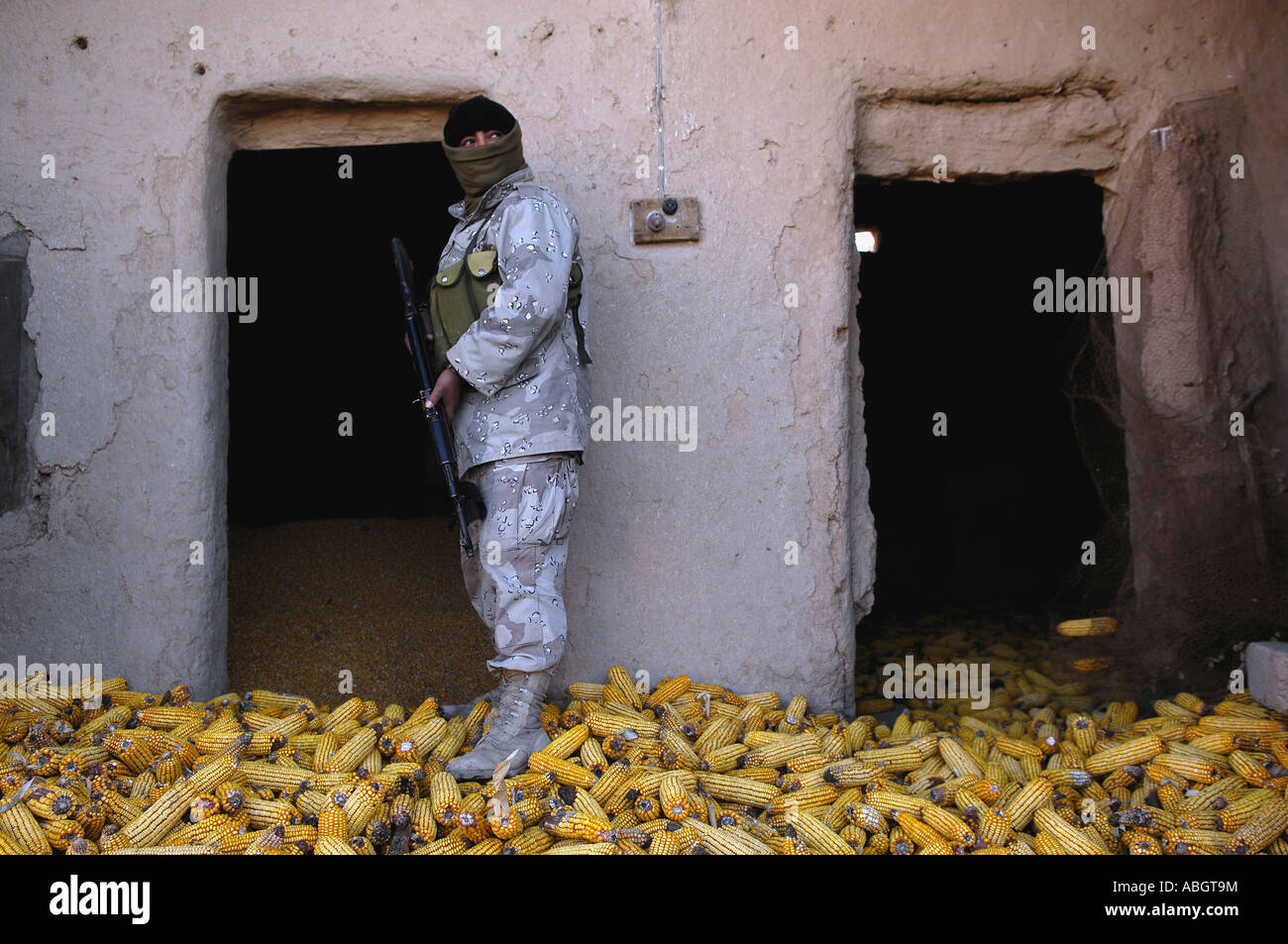 An Iraqi army soldier checks a storage room full of corn during an operation to find weapons caches and insurgents. Stock Photo