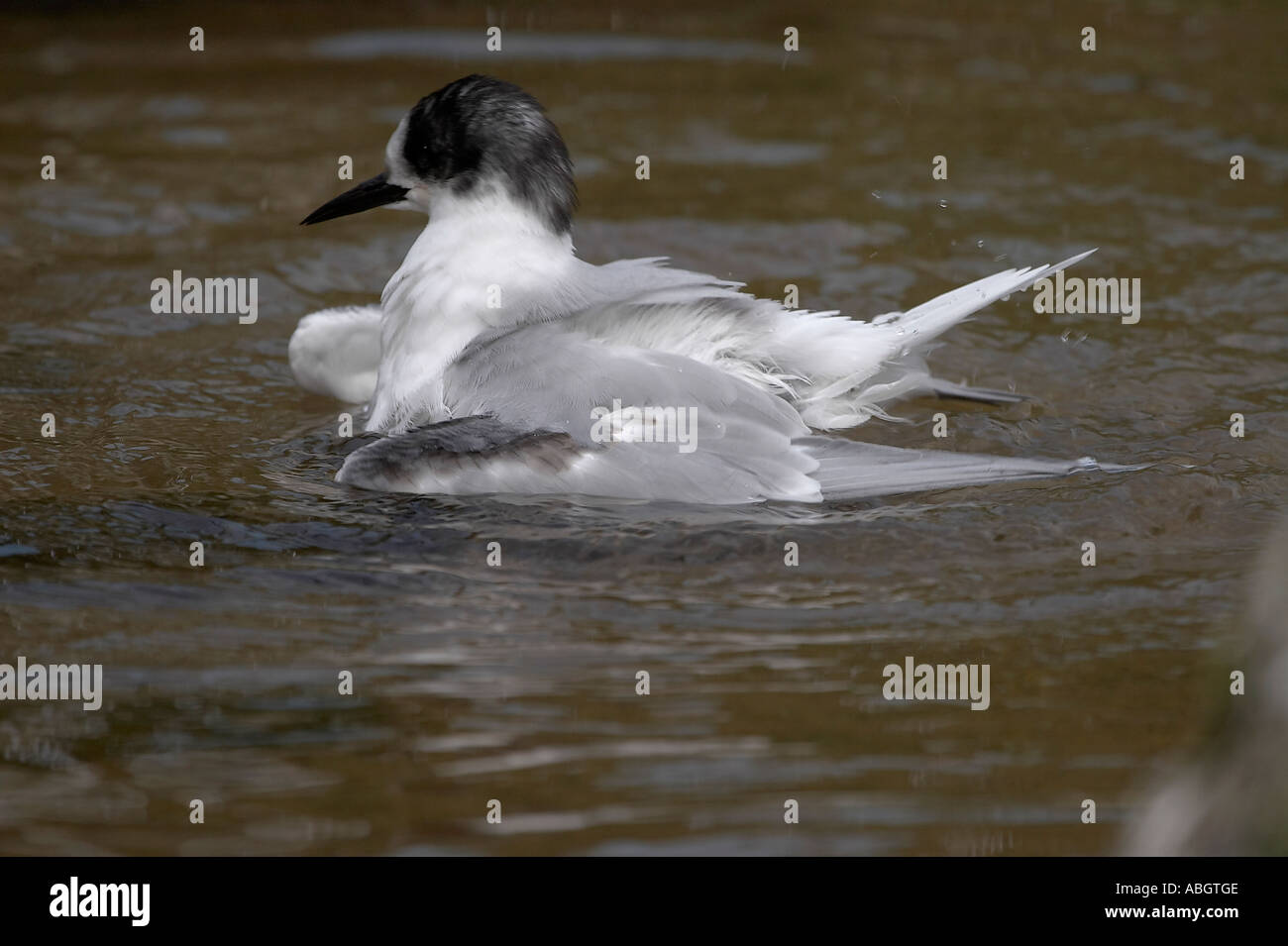 Common Tern bathing in winter plumage Stock Photo - Alamy