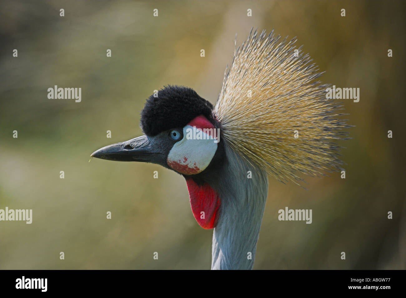 Crowned crane Balearica regulorum Stock Photo