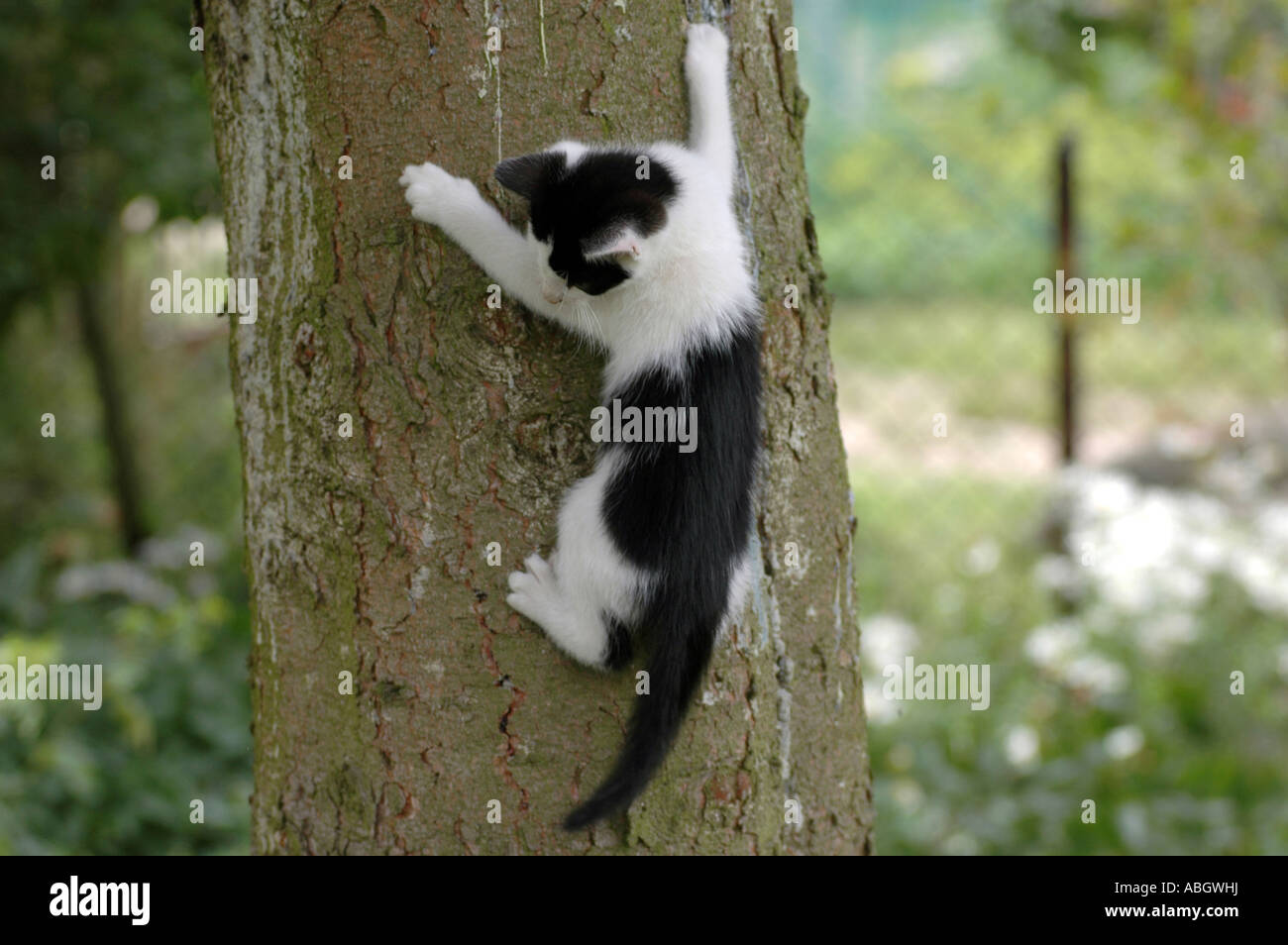 Small cat climbing on a tree Stock Photo Alamy