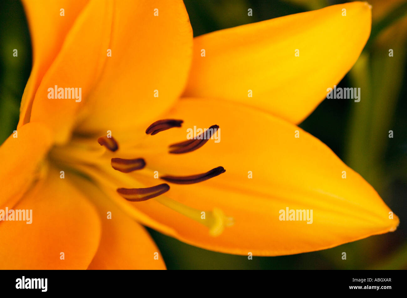 LILIUM FLOWER Stock Photo Alamy