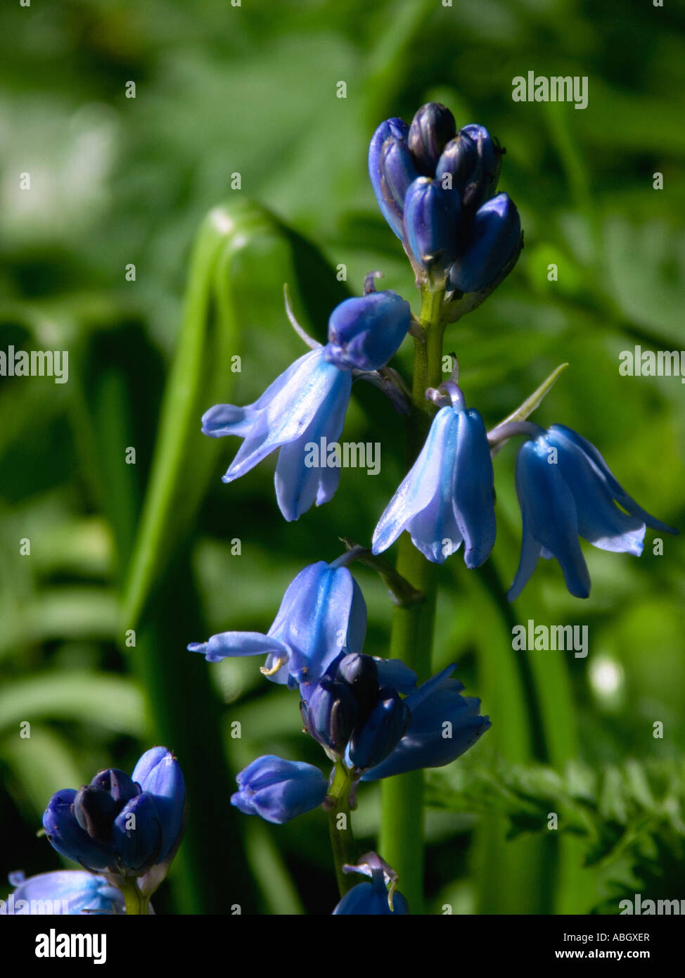 Bluebell flowers (Hyathincoides Nonscripta) in an English wood, Stock Photo