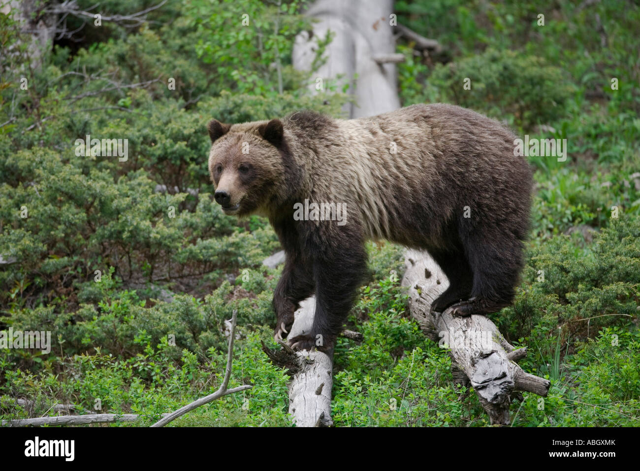 Grizzly bear, Yellowstone National Park, Wyoming Stock Photo