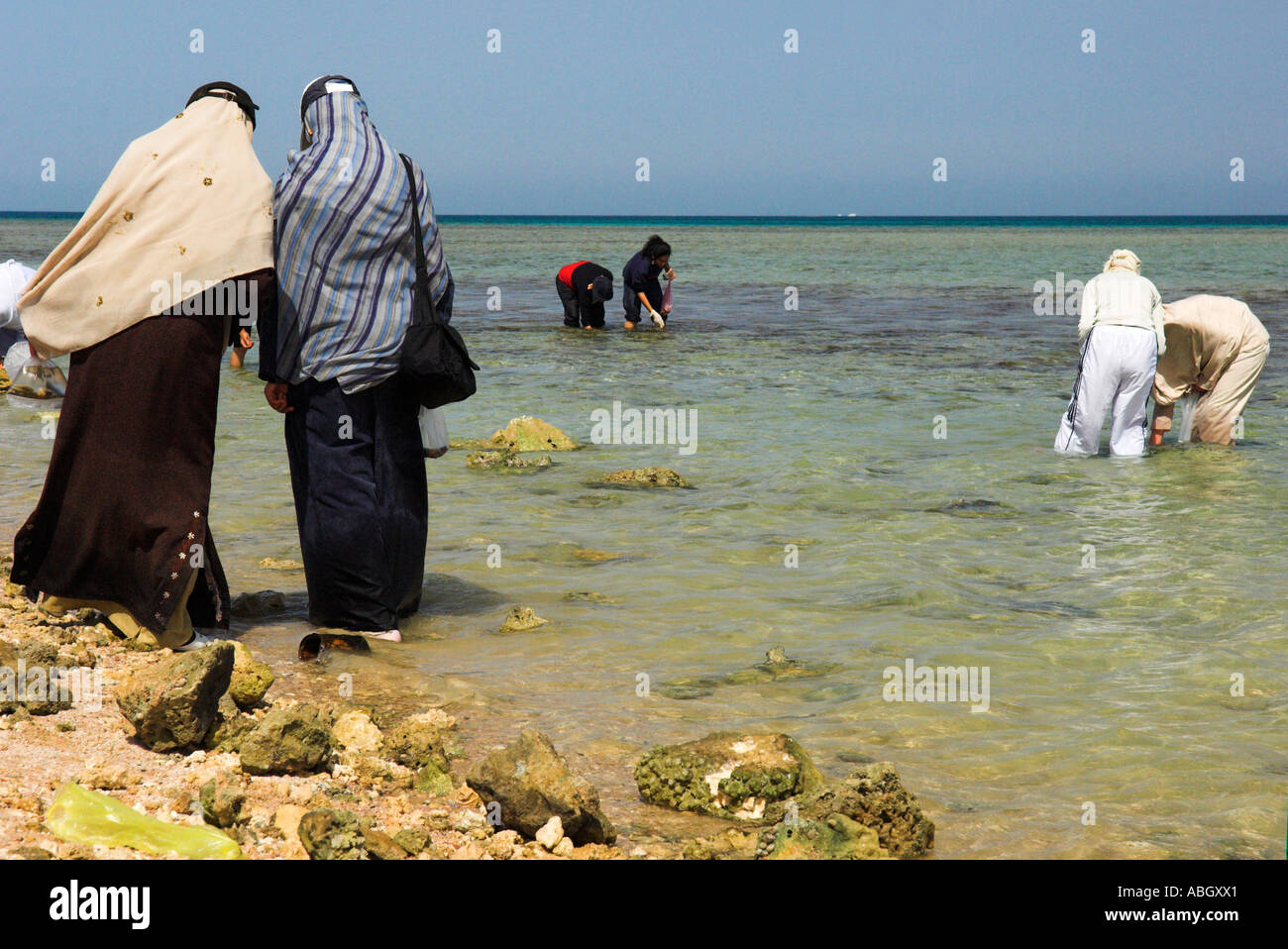 Students on biology field course from Cairo University studying marine life in the "Red Sea