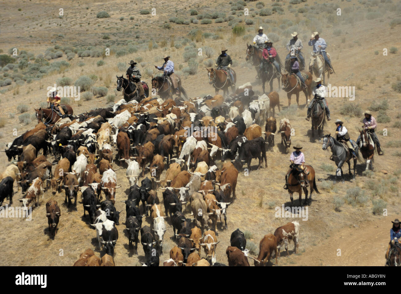 Cattle drive historical hires stock photography and images Alamy