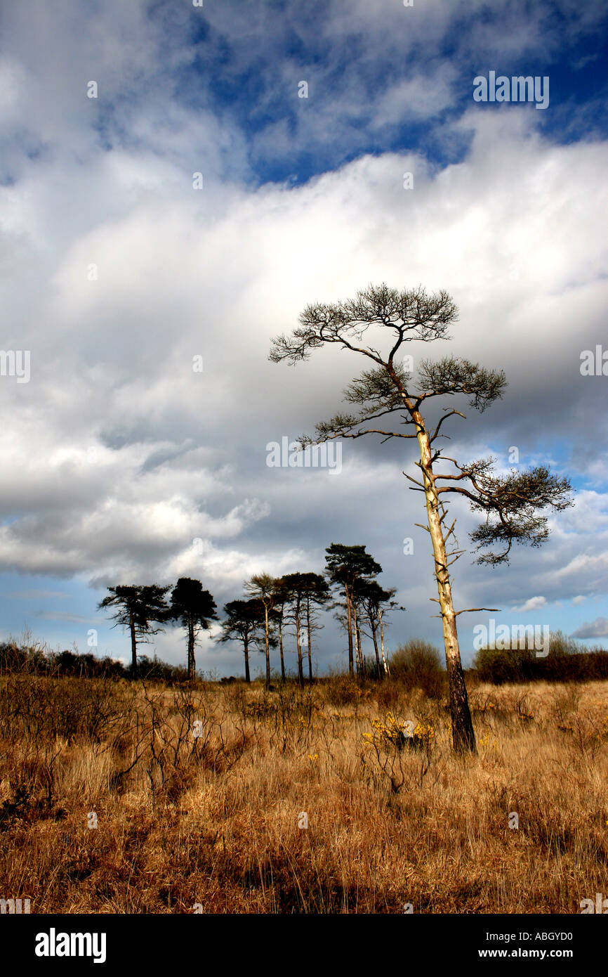 Ashdown Forest at Chelwood Gate Sussex Stock Photo Alamy