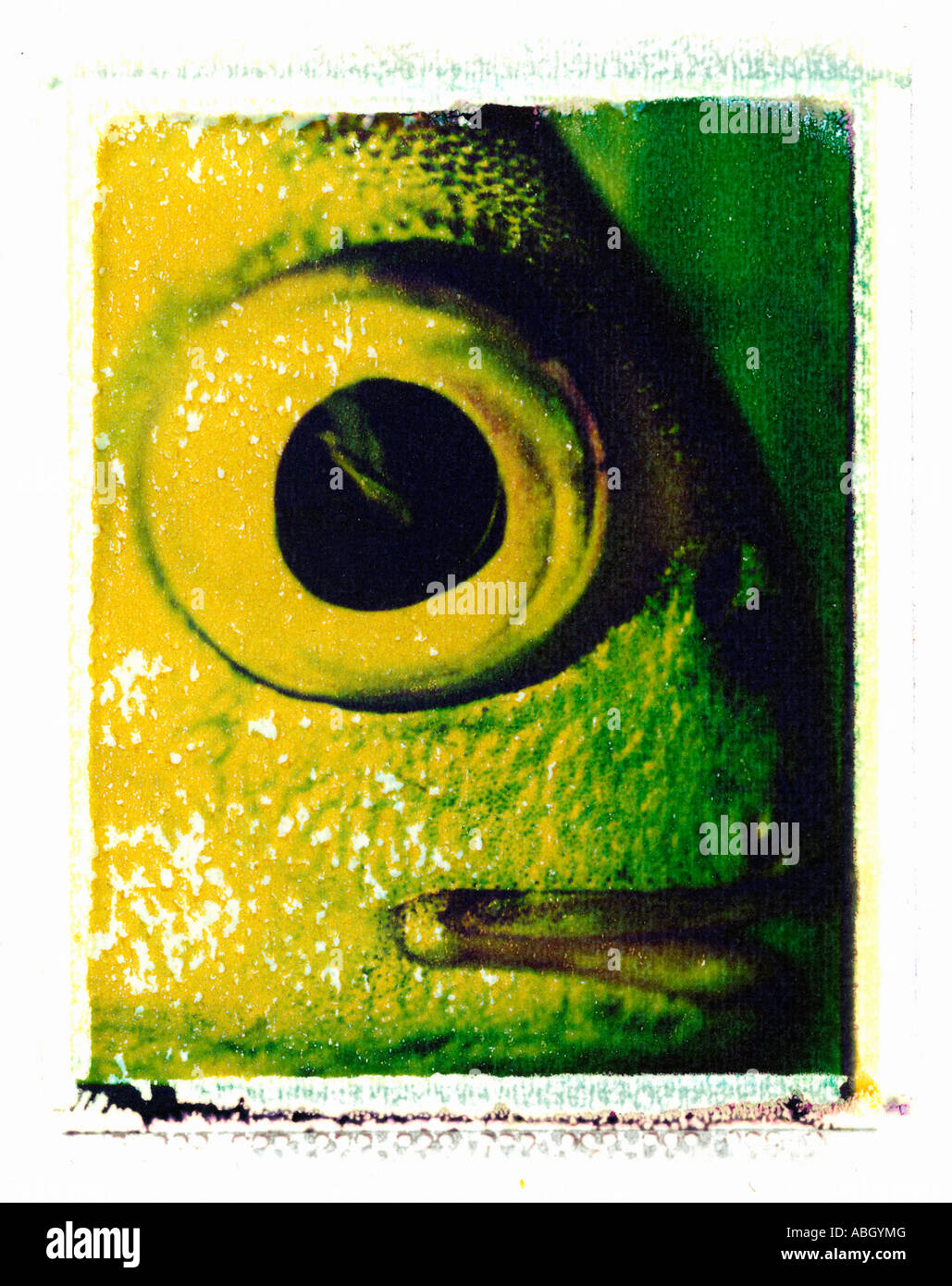 Fish transfer Cut Out Stock Images & Pictures - Alamy