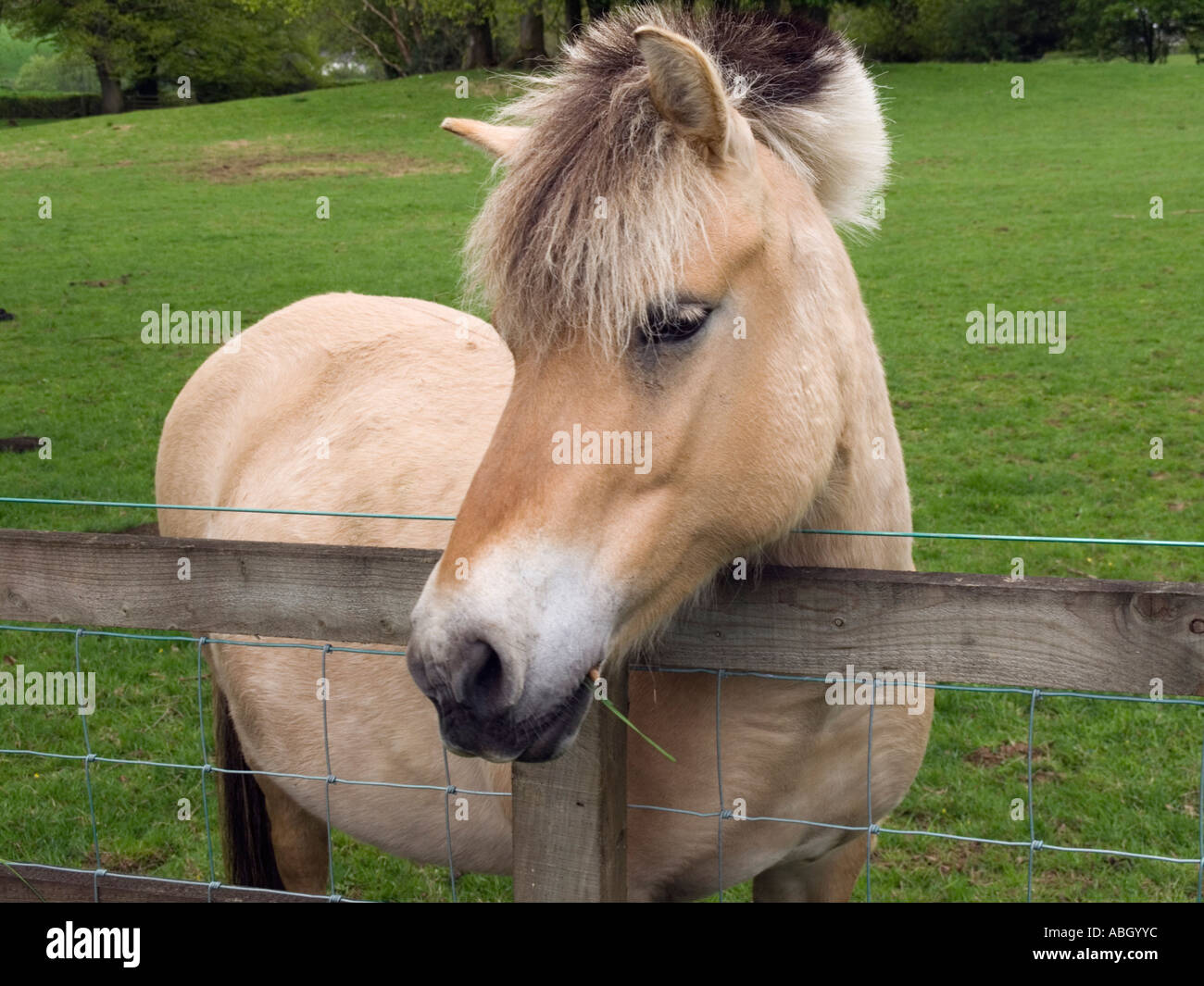 Fjord horse uk hi-res stock photography and images - Alamy