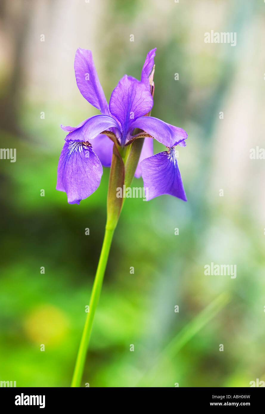 Closeup of a single Iris Setosa. Stock Photo