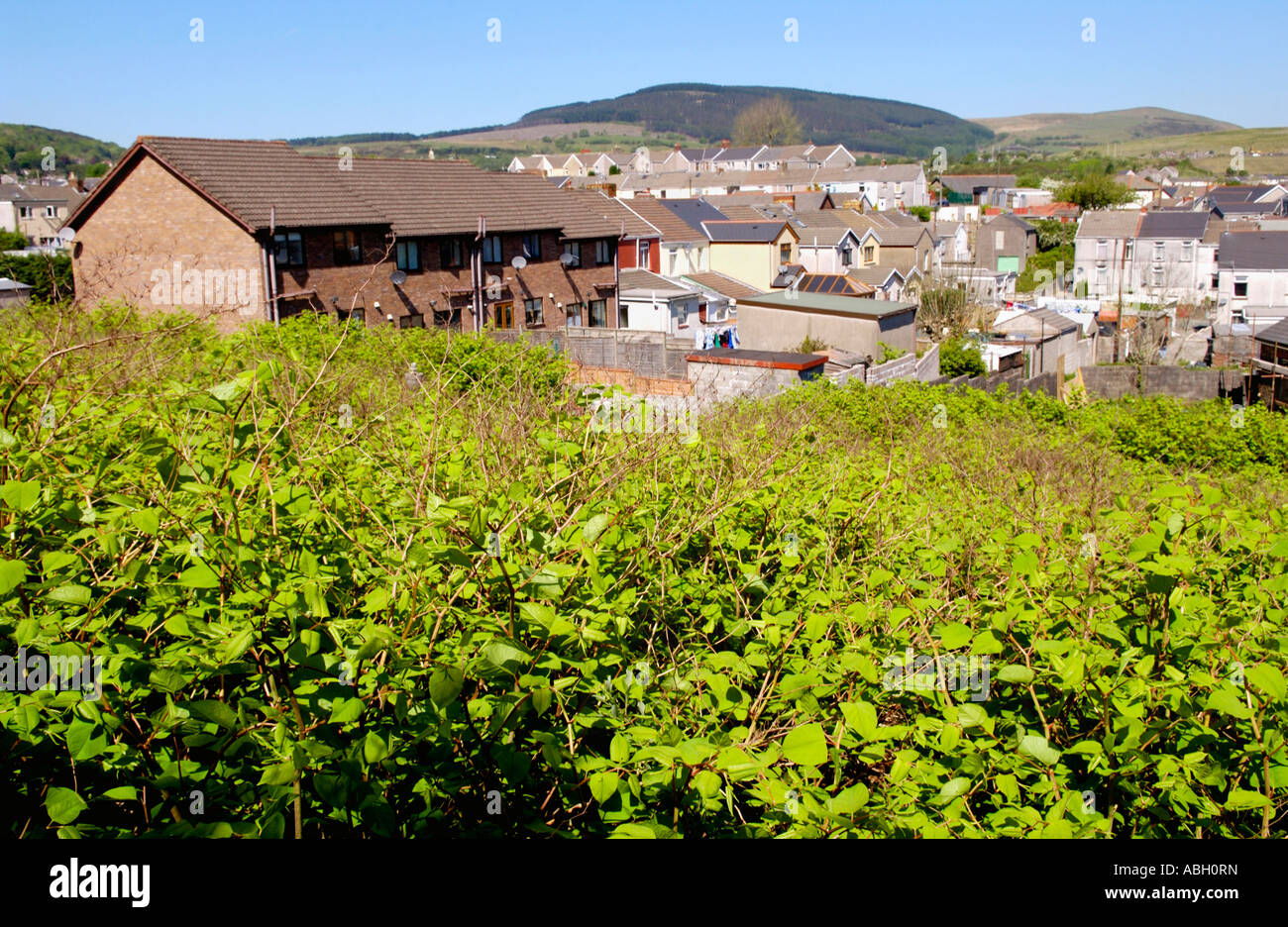 Japanese Knotweed growing vigerously in a Maesteg graveyard it is endemic in the industrial valleys of South Wales UK Stock Photo