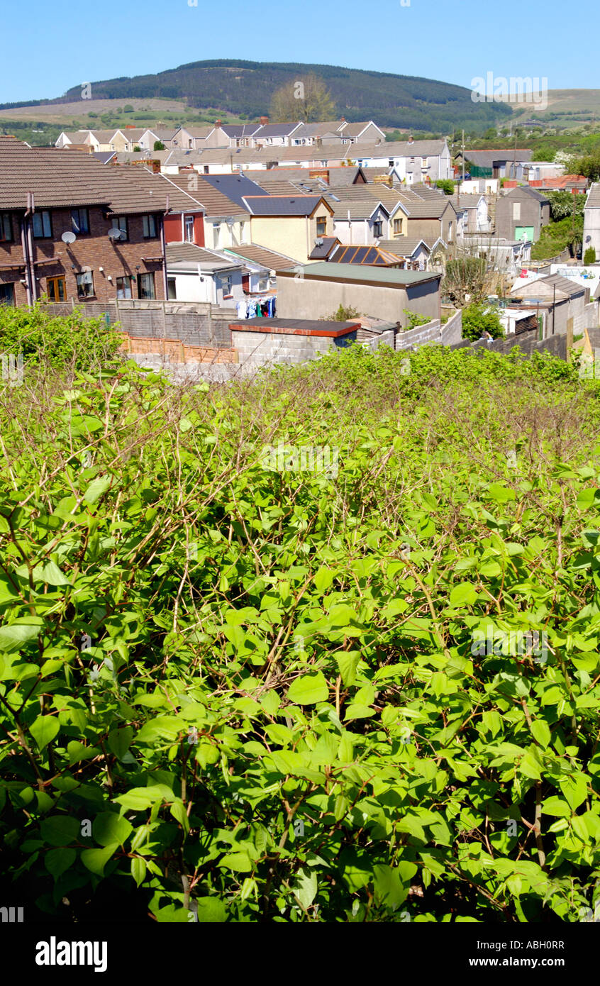 Japanese Knotweed growing vigerously in a Maesteg graveyard it is endemic in the industrial valleys of South Wales UK Stock Photo