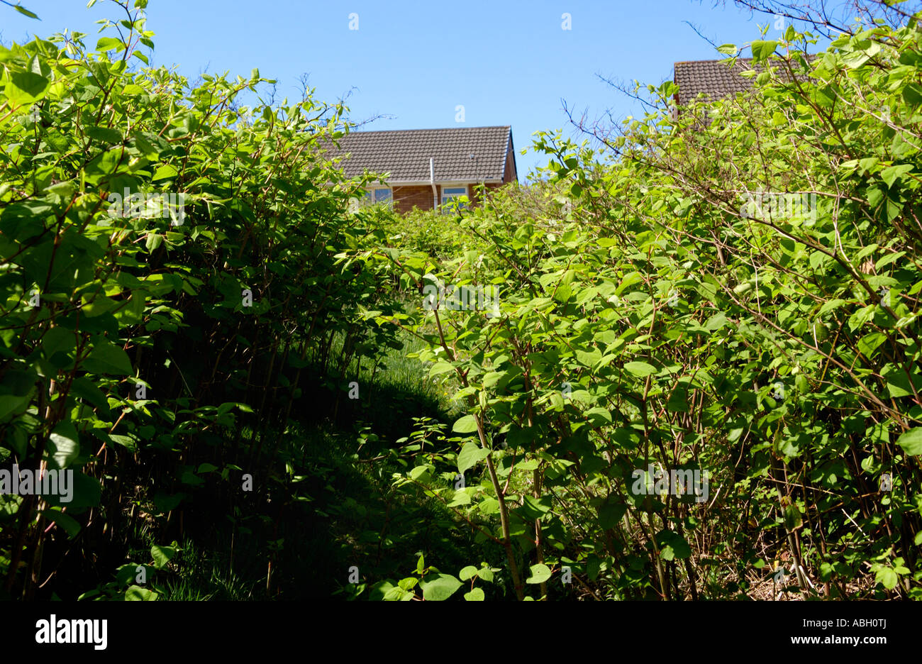 Japanese Knotweed growing vigerously in a Maesteg graveyard it is endemic in the industrial valleys of South Wales UK Stock Photo