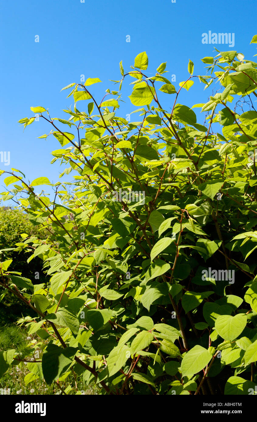 Japanese knotweed hires stock photography and images Alamy