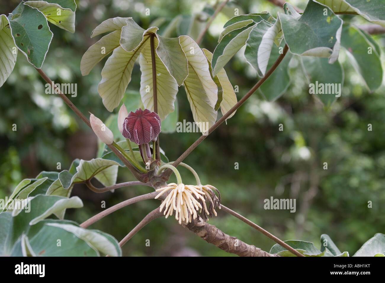 Guarumo close up. Cecropia sp tree from Panama, Central America Stock Photo