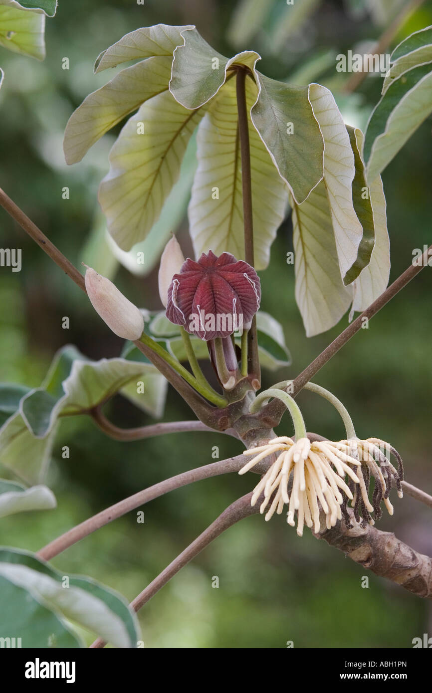 Guarumo close up. Cecropia sp tree from Panama, Central America Stock Photo