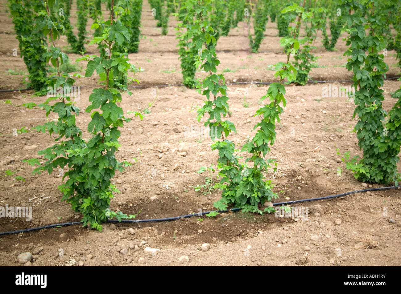 Young hop plants growing in field, Stock Photo