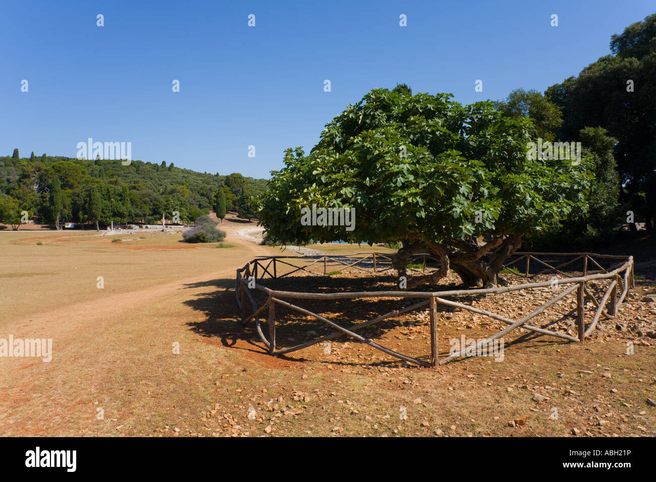 Preserved plant tree, Verige site on Brioni islands, Veliki Brijun, Croatia Stock Photo