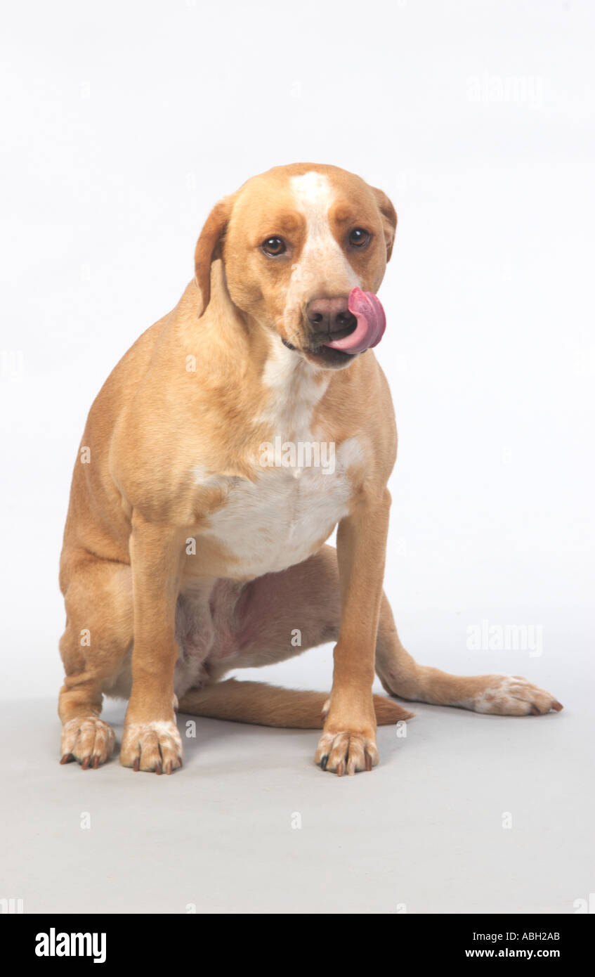 a tan Labrador Pit Bull mix dog sitting and looking toward viewer while licking his lips Stock Photo