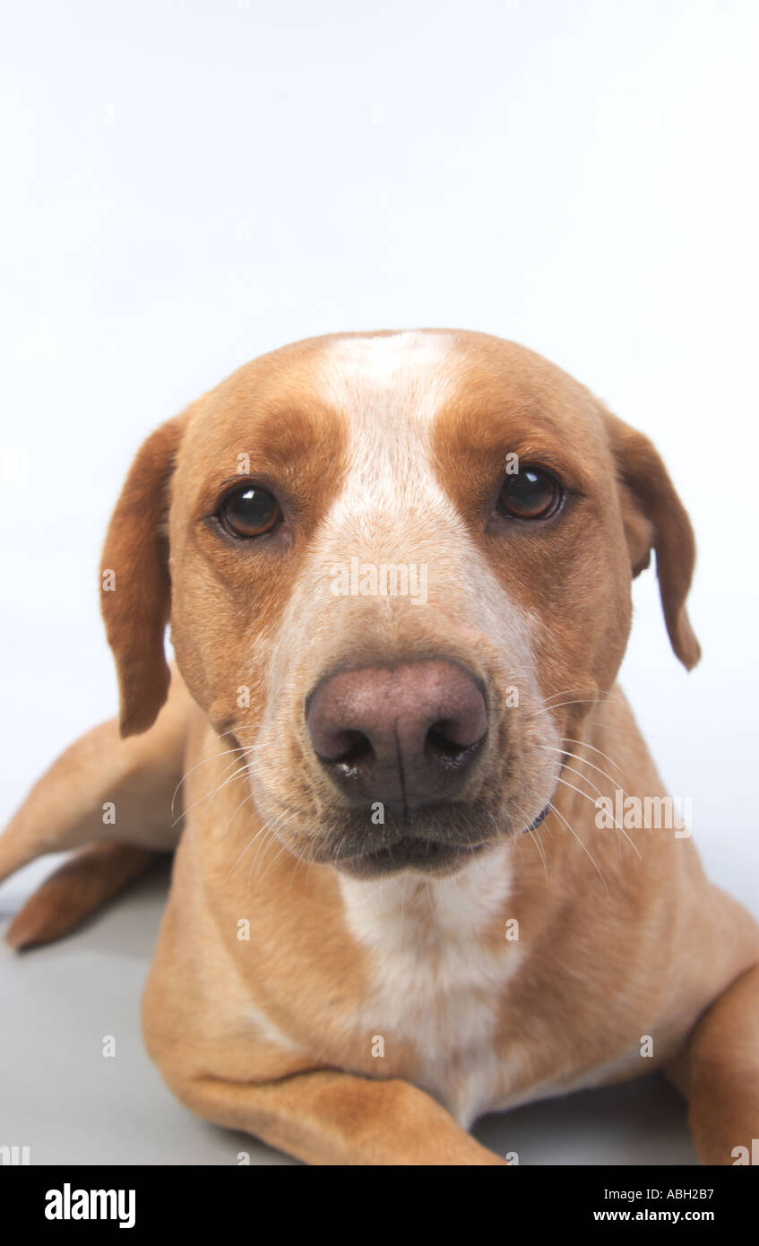 Pitbull White And Tan Mix Enjoying S Featuring Dog, Labrador, And Puppy