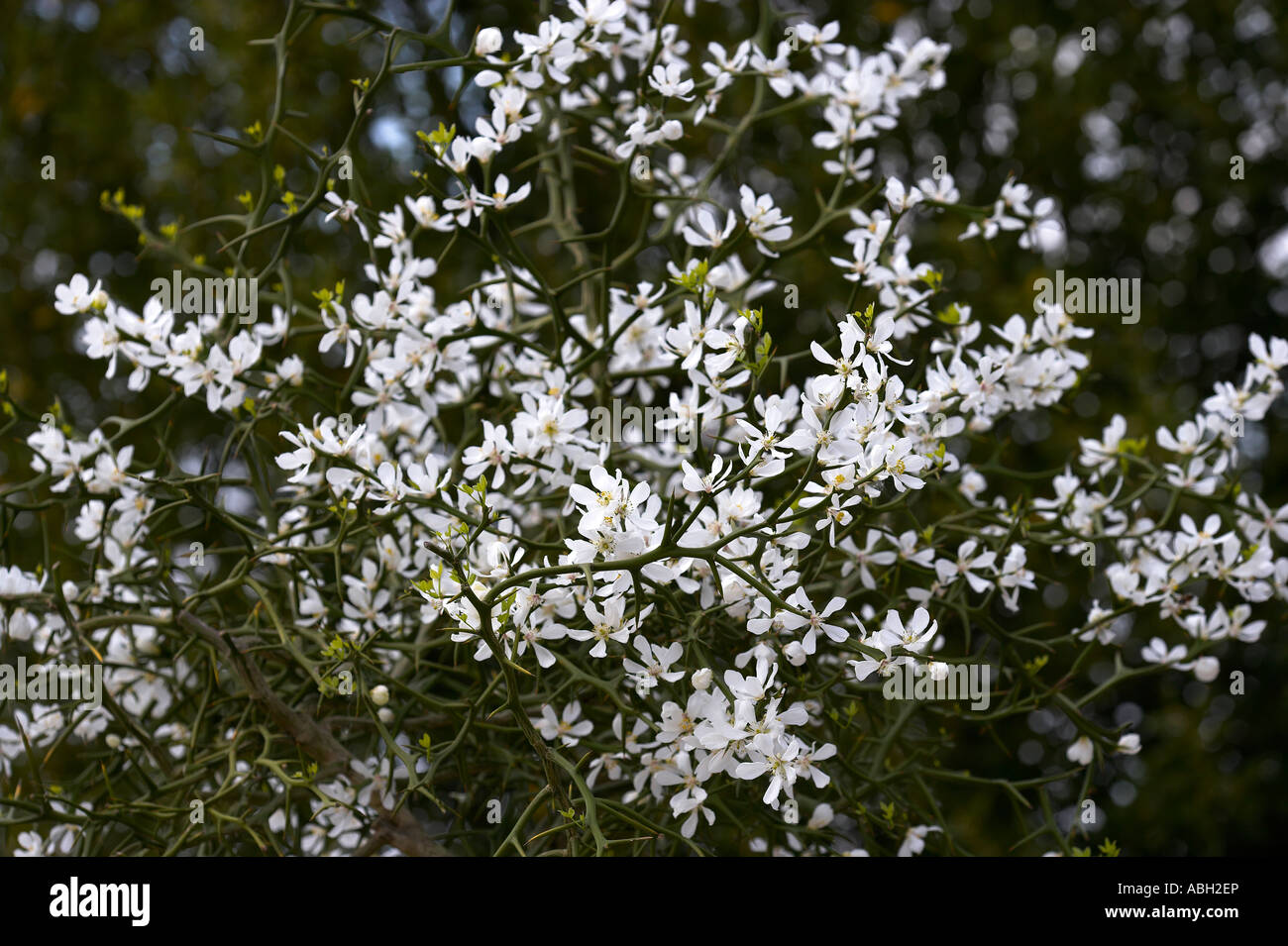 Poncirus trifoliata Japanese bitter orange flower buds on thorny branches Stock Photo