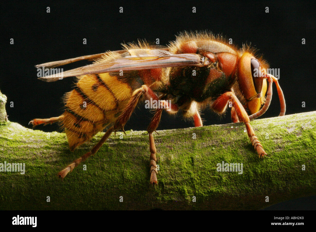 A hornet wasp on a branch Stock Photo