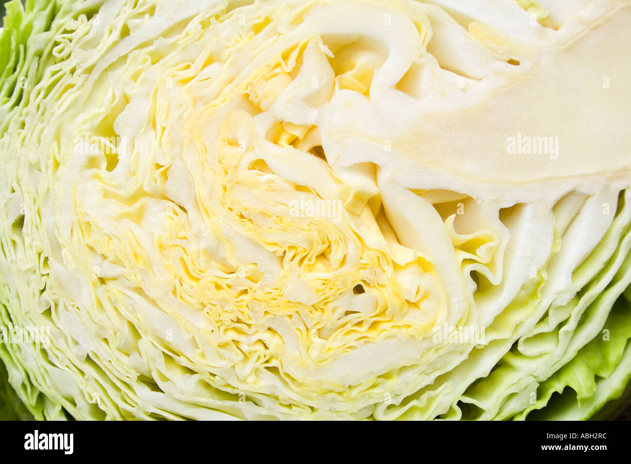Savoy cabbage cut in section Stock Photo