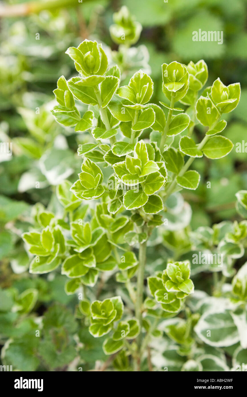 euonymus bush shrub Stock Photo