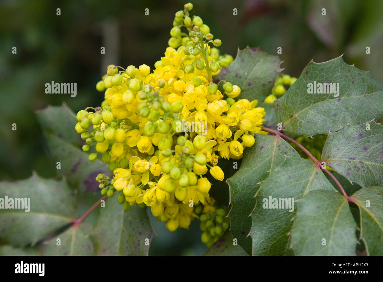 Mahonia pinnata Stock Photo
