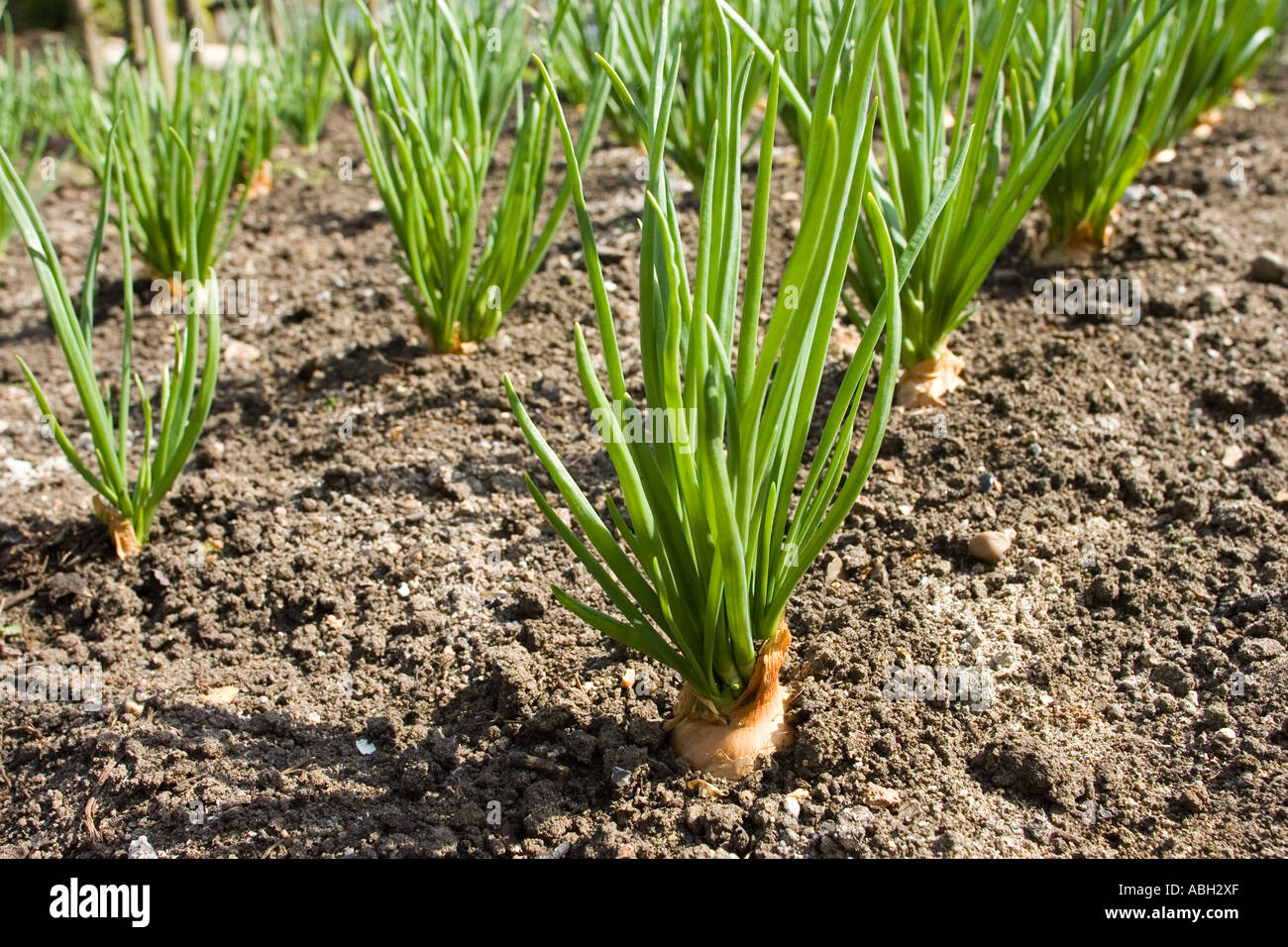 Garden soil hi-res stock photography and images - Alamy