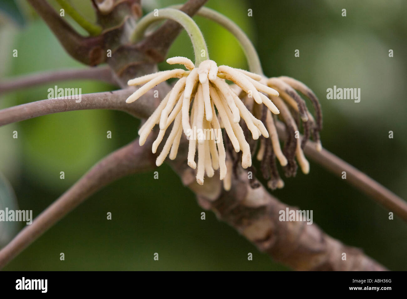 Guarumo close up. Cecropia sp tree from Panama, Central America Stock ...