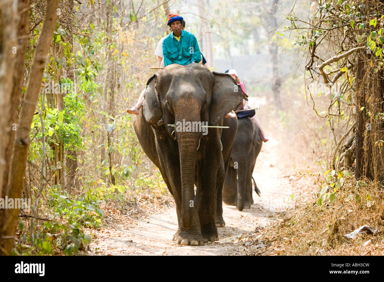 Elephant trek on wooded trail near Pai north Thailand Stock Photo - Alamy