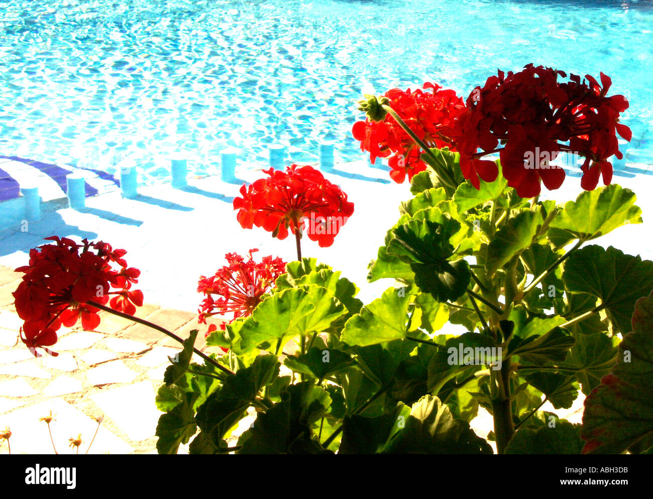 Beautiful Red Flowers around Pool Stalos Crete Stock Photo