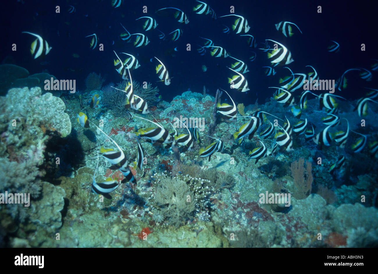 Shoal of Pennant coralfish Heniochus diphreutes Basterra Reef Sulu Sea Philippines Pacific Ocean Also called Pennant Butterflyfi Stock Photo