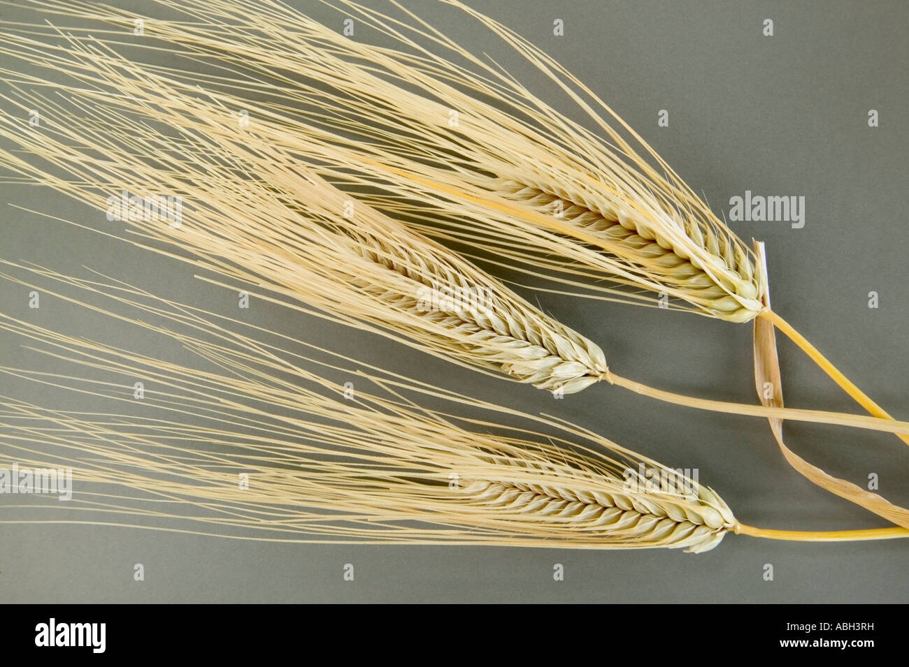Mature 'four row'  barley, Oregon Stock Photo