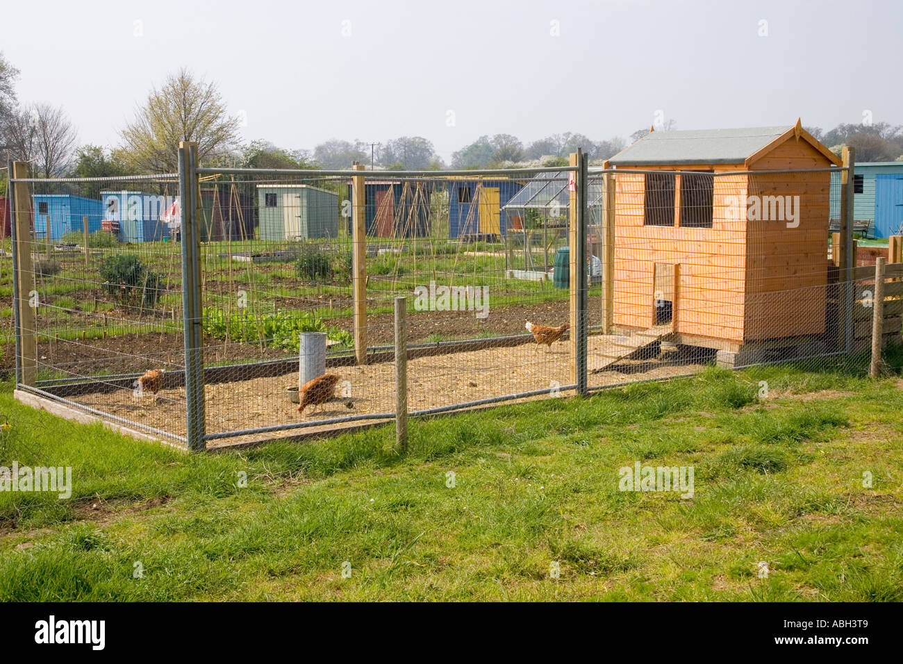 a chicken run at the allotments at Walsham Le Willows in Suffolk, UK