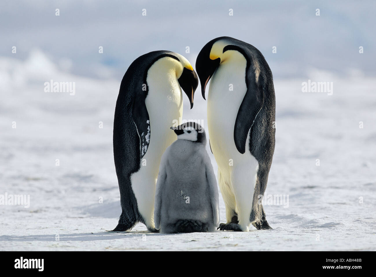 Emperor Penguin Aptenodytes forsteri weddell Sea Antarctica Stock Photo ...