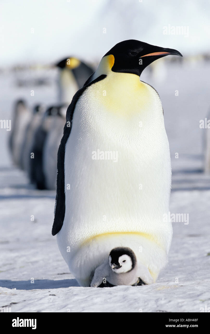 Emperor Penguin Aptenodytes forsteri weddell Sea Antarctica Stock Photo ...