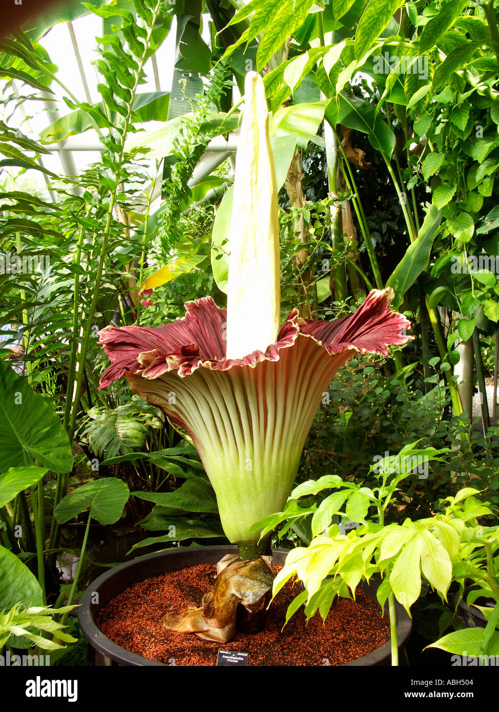 The Titan Arum Amorphophallus titanum Giant Flower Stock Photo