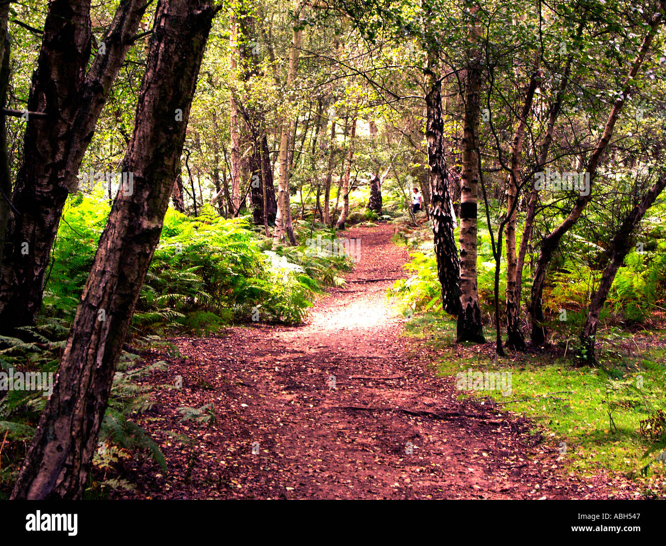 Sunshine and Trees at RSPB Sandy Bedfordshire Stock Photo