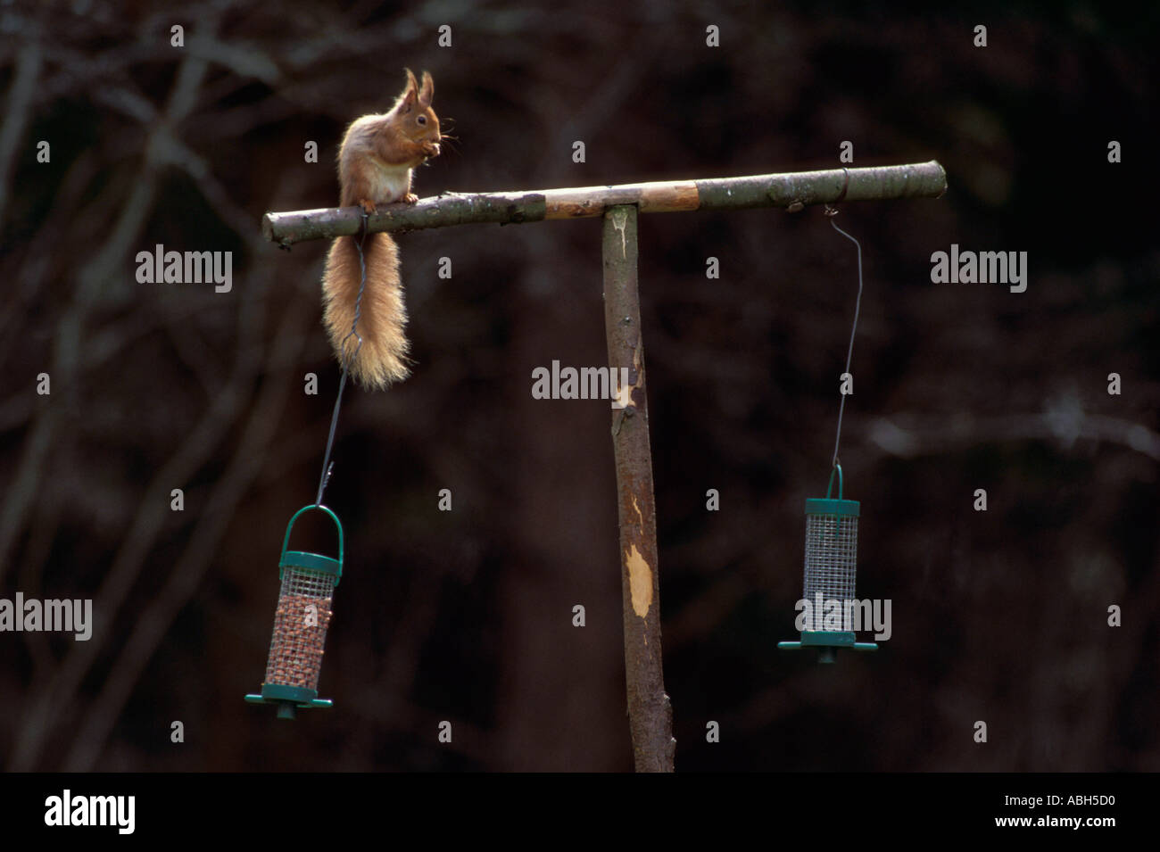 Red squirrel feeding peanuts Stock Photo