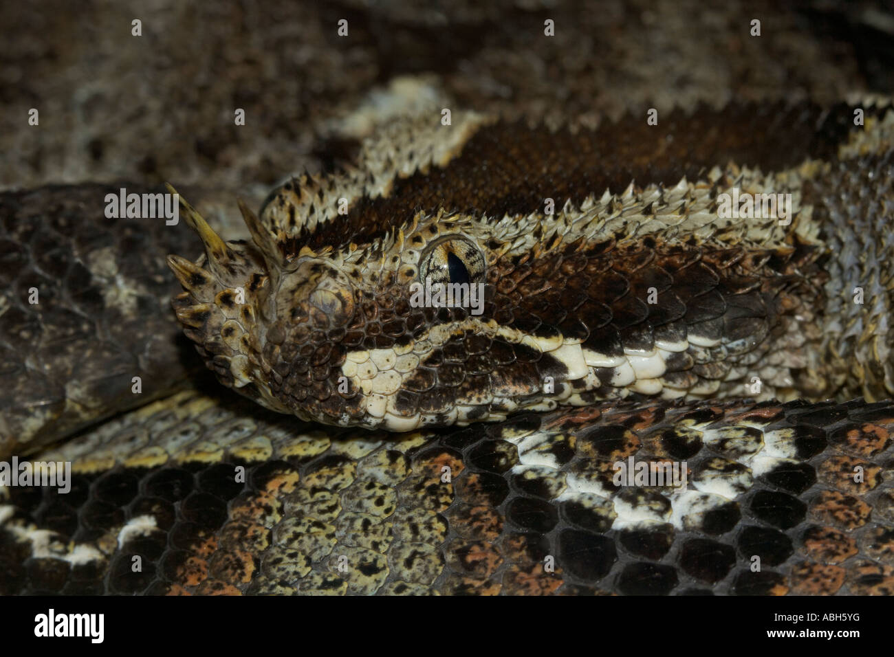 Rhinoceros Viper portrait Stock Photo - Alamy