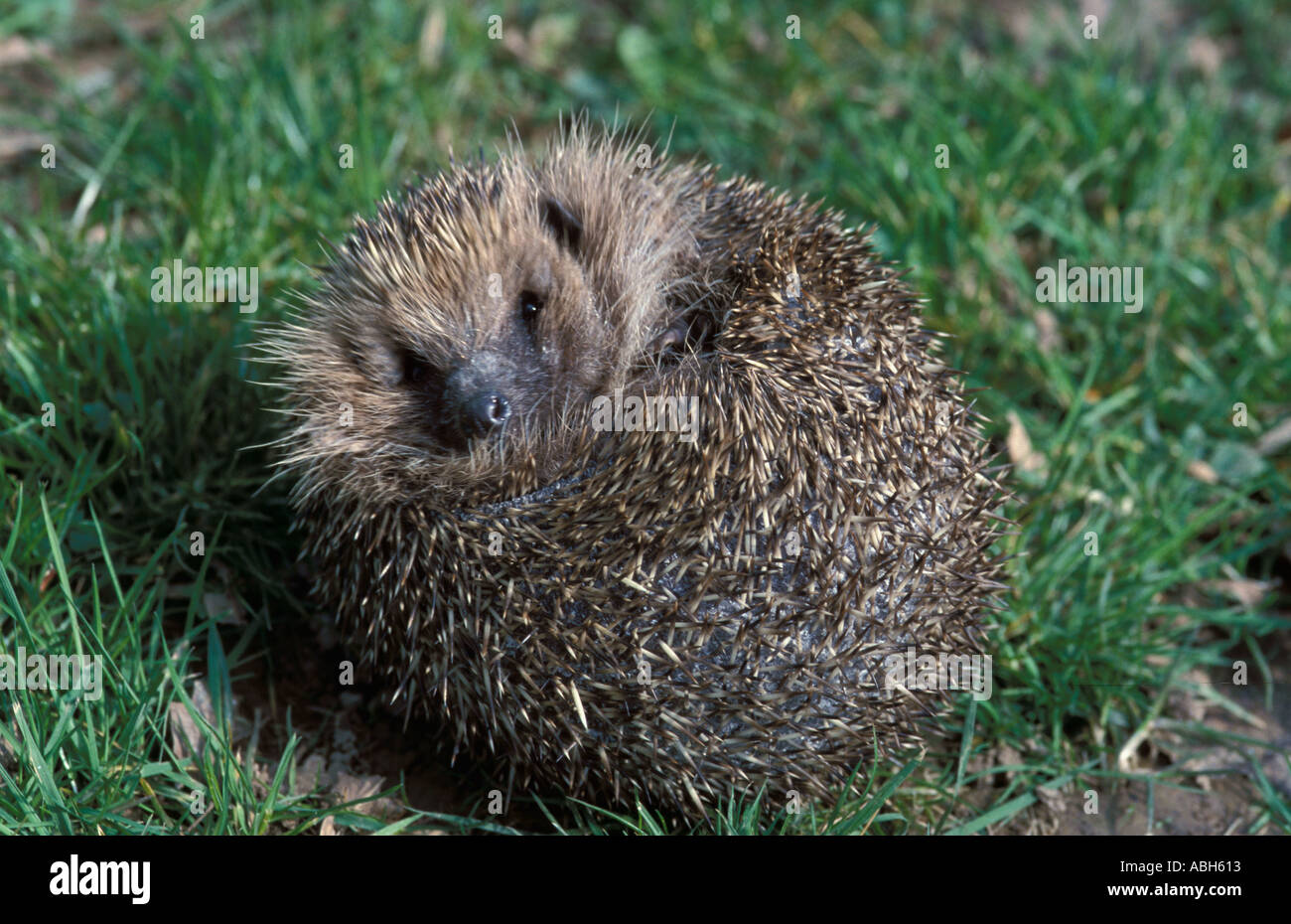 Hedgehog on grass curled in ball emerging from curl sequence Stock Photo