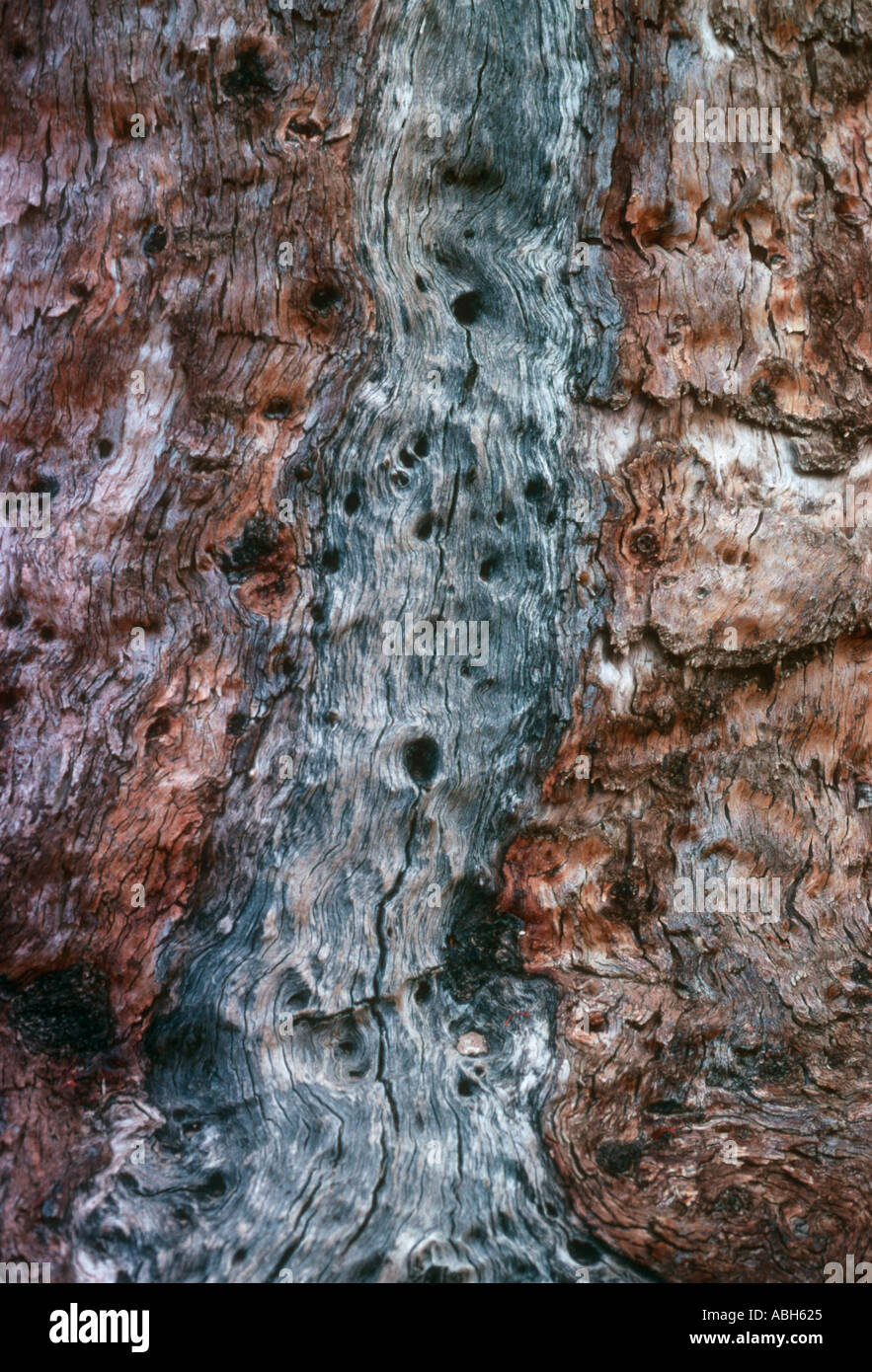 Tree bark pattern hi-res stock photography and images - Alamy