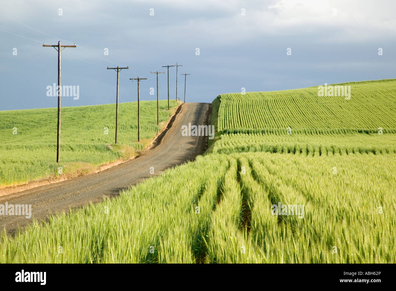 Country road leading upwards, power poles, immature wheat fields, Oregon Stock Photo