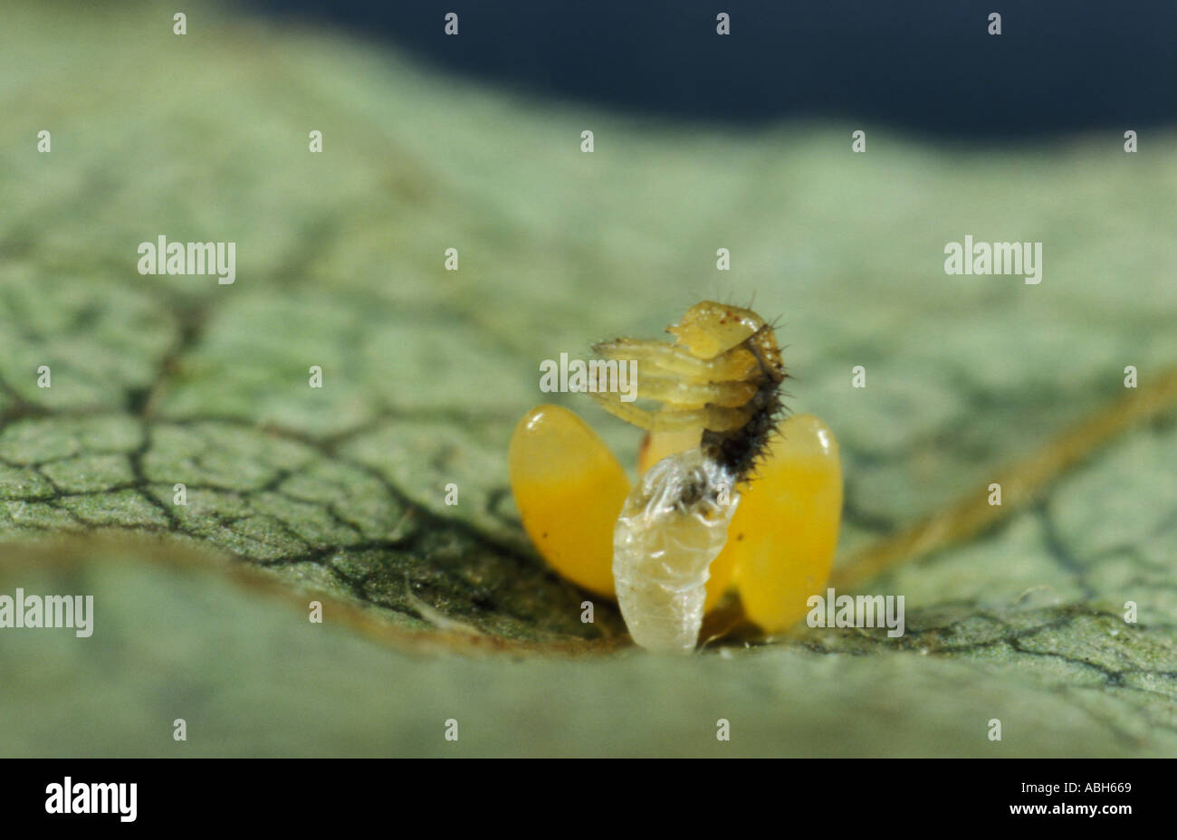 2 Spot Ladybird eggs hatching Stock Photo Alamy