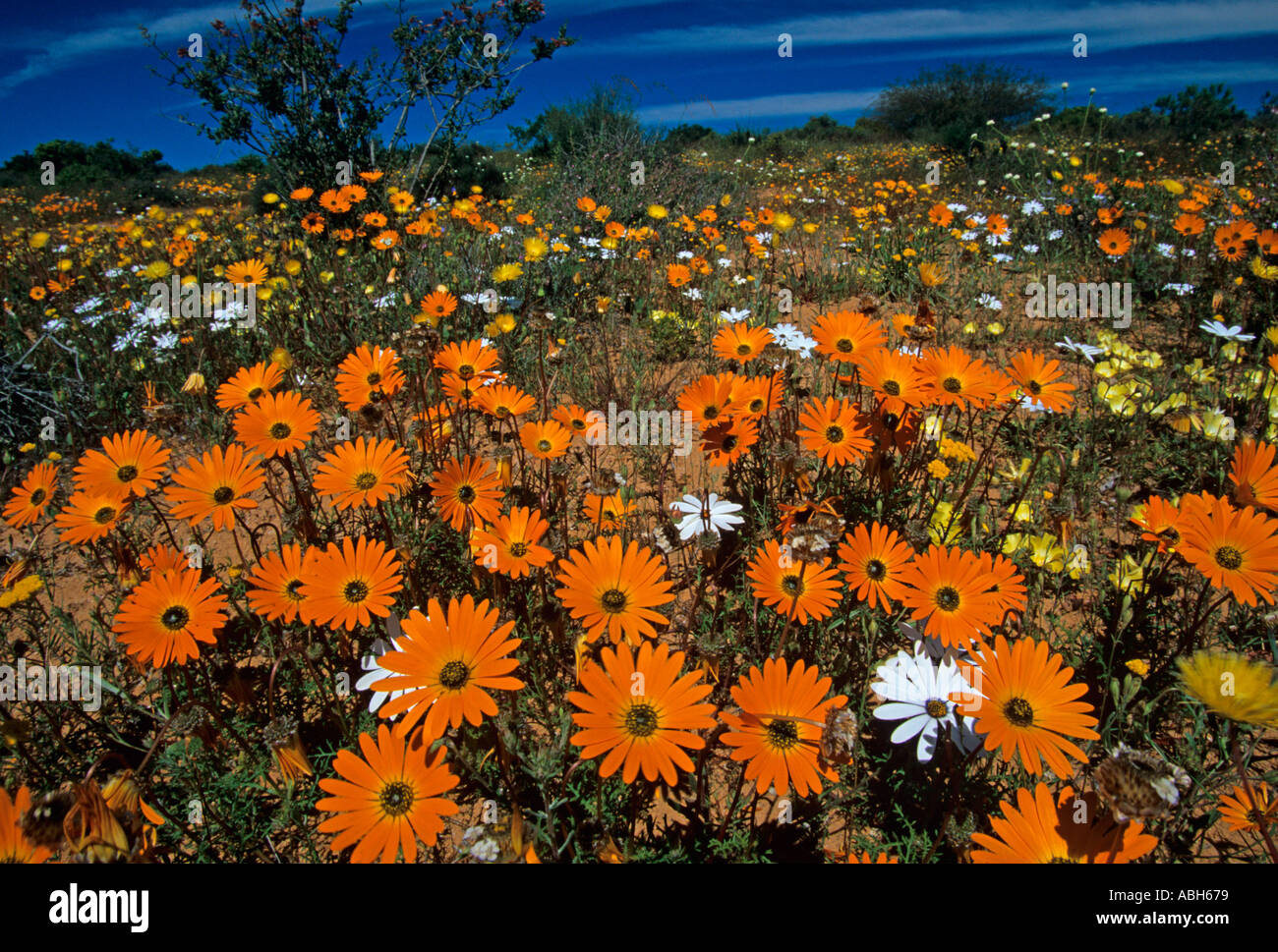 Spring Wild Flowers Namaqualand South Africa Stock Photo Alamy